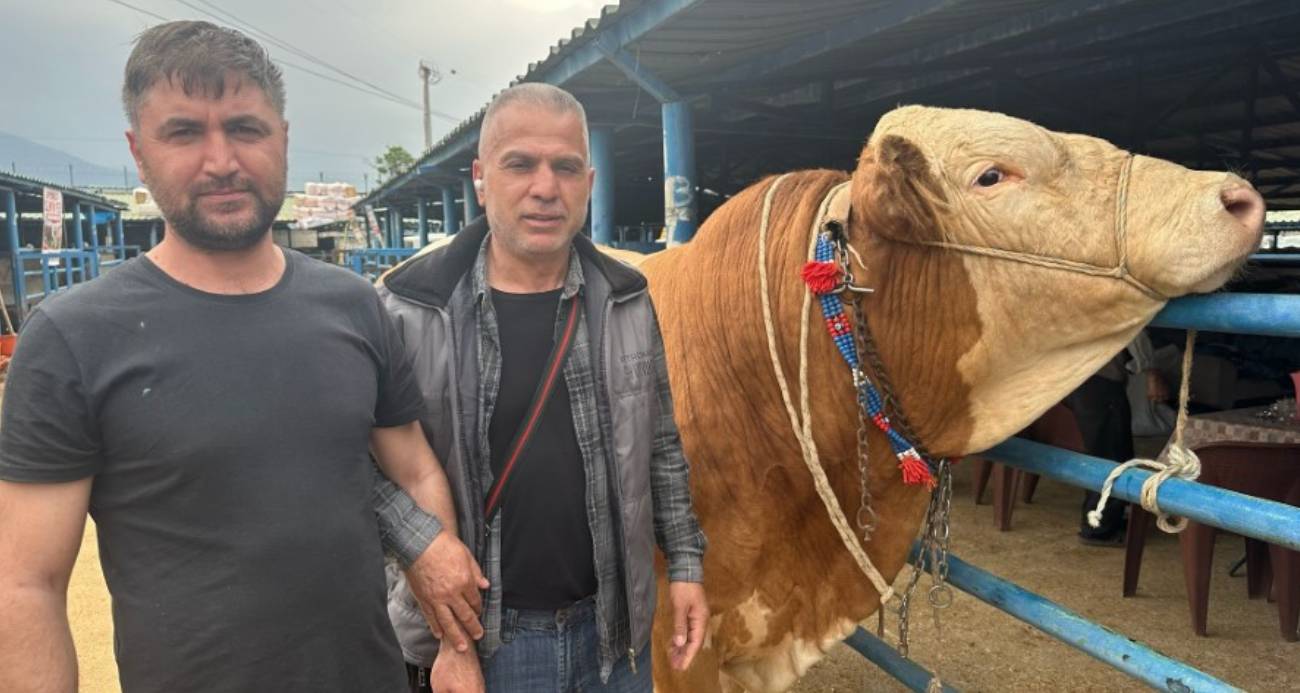 Bursa’da kurbanlık şampiyonu görücüye çıktı: Tam 1,2 ton