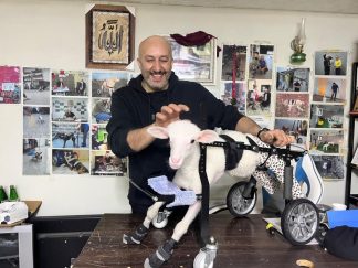 Demir ustası felçli canlara ’umut’ oluyor: 9 yılda bin hayvanı ayağa kaldırdı
