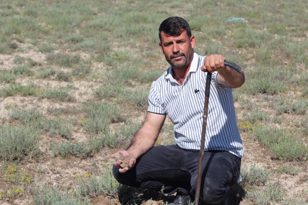 “Dolaman kurdu” günde 60 bin liralık mantar buluyor