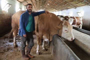Elazığ’da 1 ton 200 kiloluk isimsiz tosun, alıcısını bekliyor