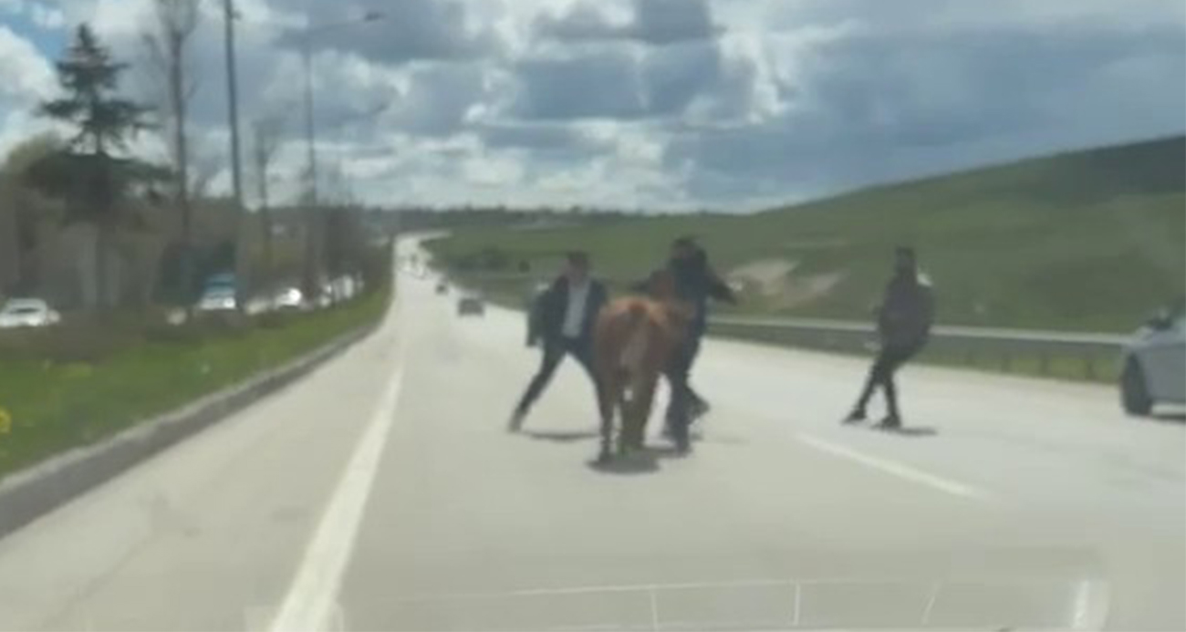 Erzurum’da bir kurban klasiği: Kaçan kurbanlıklar trafiği birbirine kattı