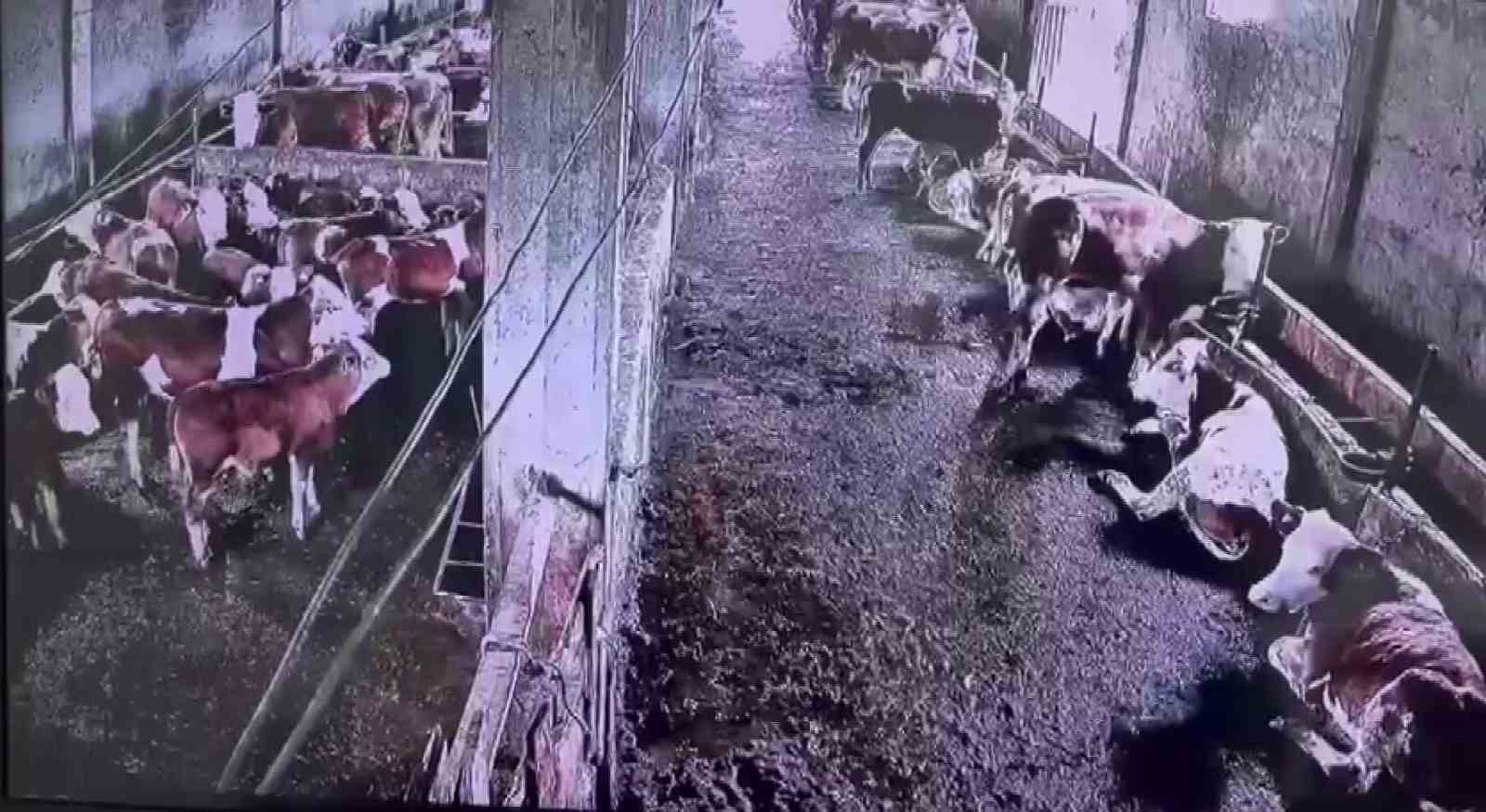 İnsanların hissetmediği depremi inekler hissetti