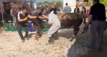 Kütahya’da kaçmaya çalışan kurbanlık kesim görevlisini savurdu