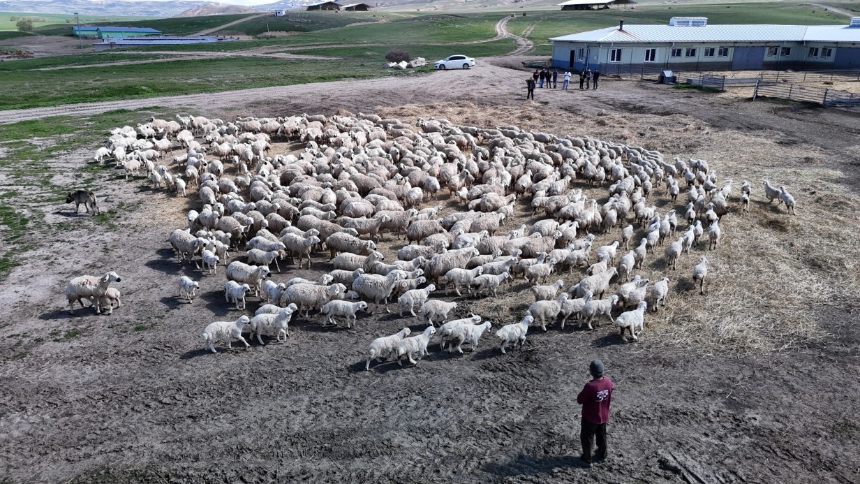 Onlarcası arasından kendi annelerini koklayarak buldular