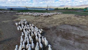 Onlarcası arasından kendi annelerini koklayarak buldular