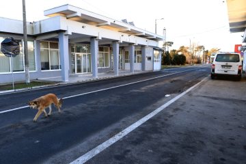 Romanya’da son üç yılda 64 bin köpek itlaf edildi