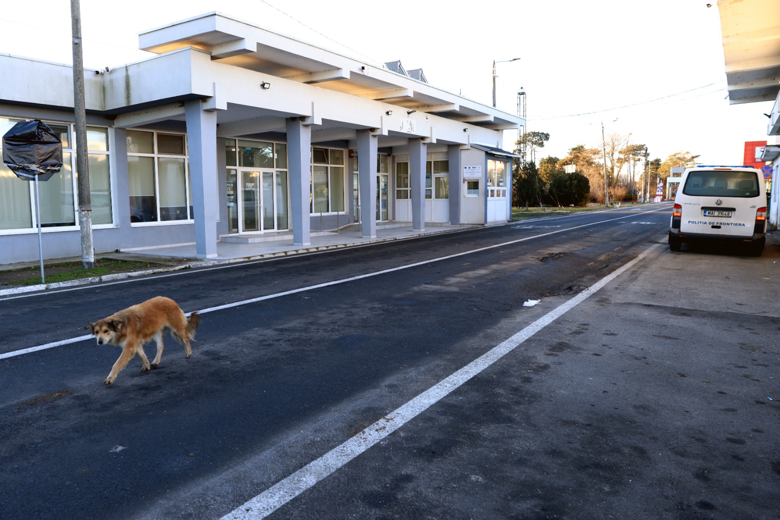 Romanya’da son üç yılda 64 bin köpek itlaf edildi