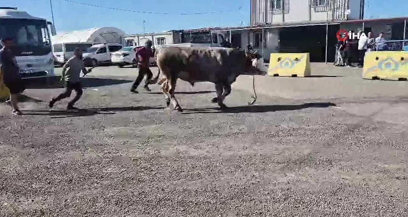 Sultangazi kurban pazarında kaçan boğa paniği