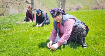Yabani otların arasından özenle seçilerek, jilet yardımıyla tek tek toplanıyor