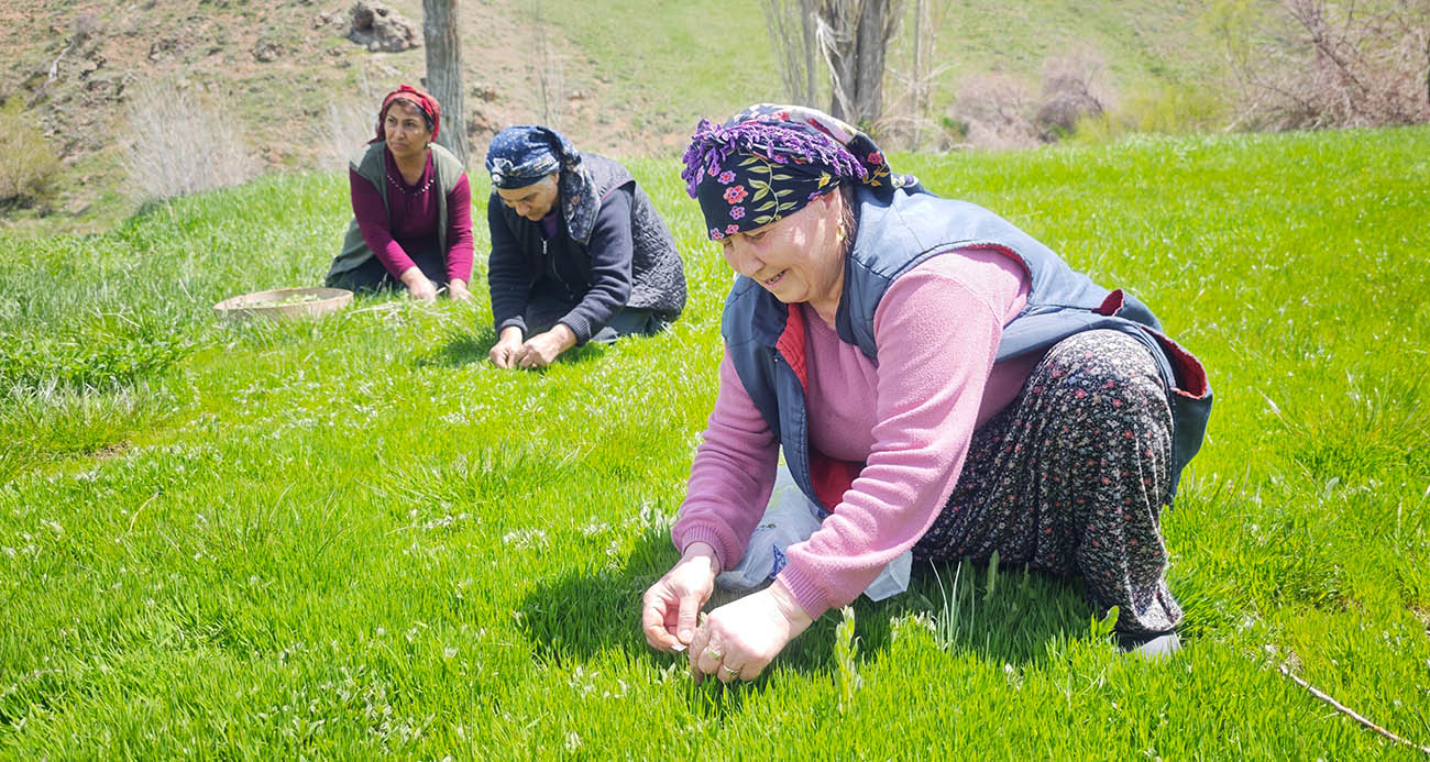 Yabani otların arasından özenle seçilerek, jilet yardımıyla tek tek toplanıyor
