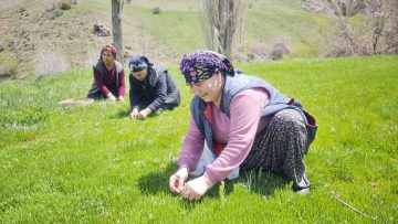 Yabani otların arasından özenle seçilerek, jilet yardımıyla tek tek toplanıyor