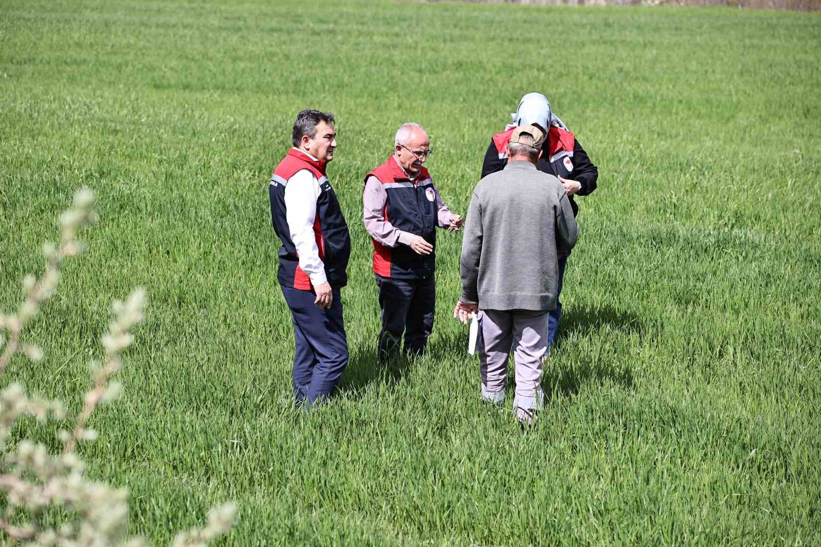 Yağışlar sonrası çiftçilere hububat tarlalarında hastalık riski uyarısı: "Hastalık çıkmadan önce alınan tedbirler verimi korur"