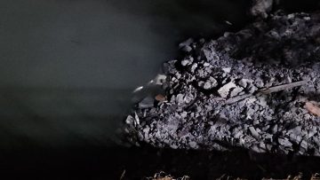 Bakırköy’de Çırpıcı Deresi’nde toplu balık ölümleri: AFAD inceleme başlattı