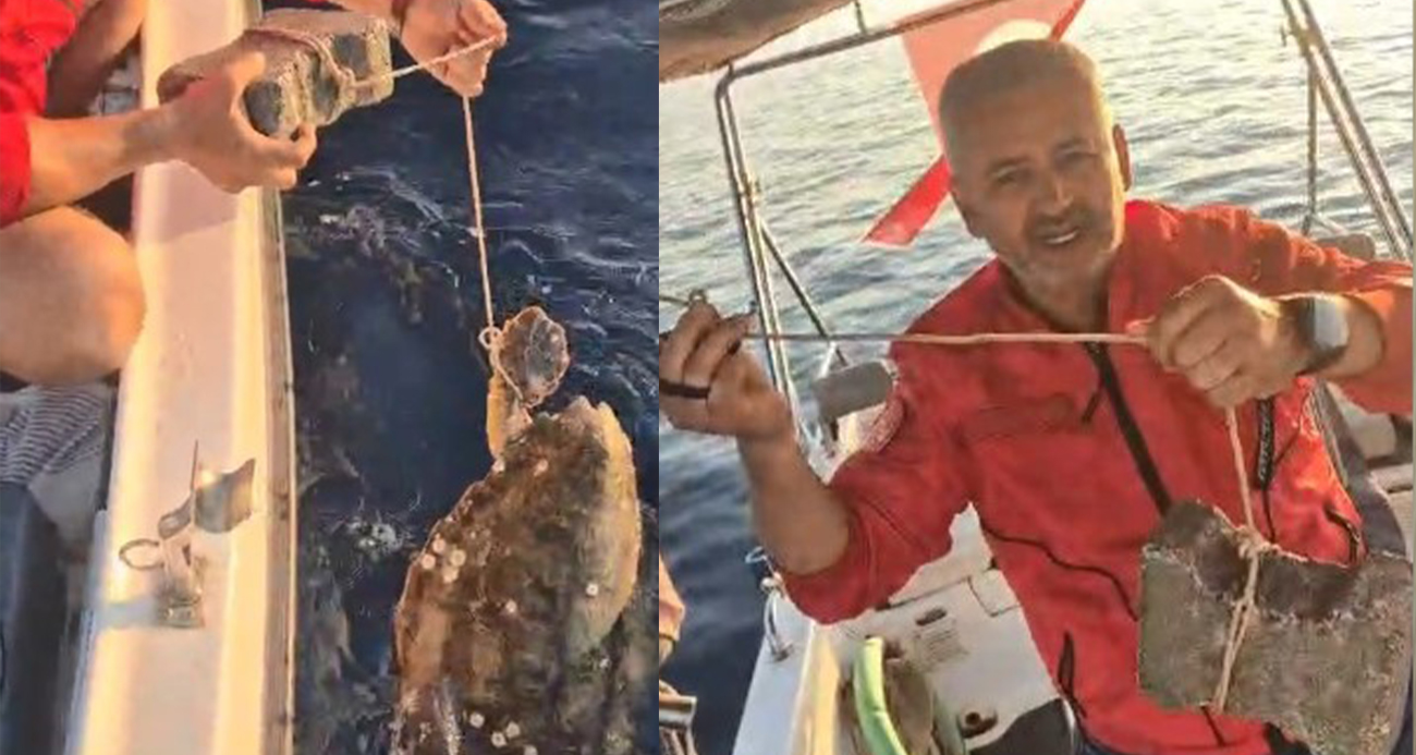 Böyle vicdansızlık görülmedi: “Deniz kaplumbağasının ayağına kaldırım taşı bağlamışlar”
