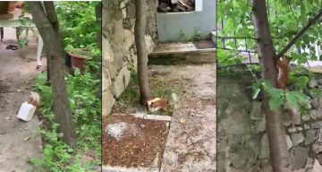 Ceviz bulamayınca kabı protesto etti: Sincap ile vatandaşın diyaloğu gülümsetti