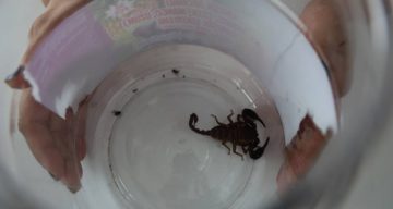 İş yerinin önünde akrep bulan esnaf ona bidon içinde bakmaya başladı