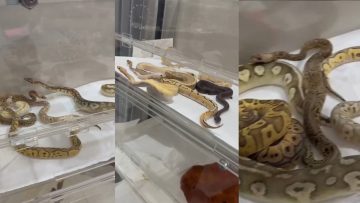 İstanbul’da bir evden 18 piton, 21 mısır ve 3 king yılanı çıktı