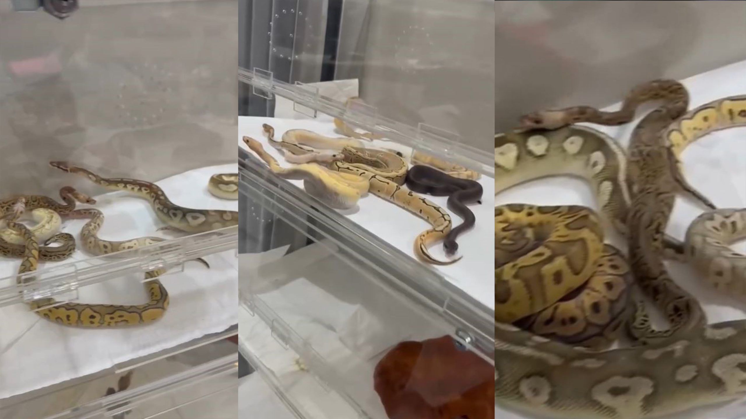 İstanbul’da bir evden 18 piton, 21 mısır ve 3 king yılanı çıktı