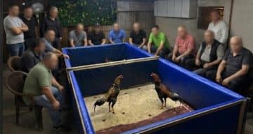İzmir’de horoz dövüşü operasyonu: Çiftlik mühürlendi, 130 bin lira ceza kesildi