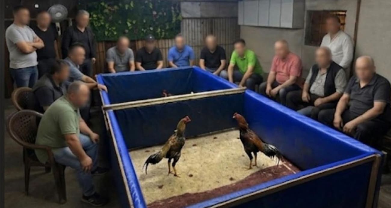 İzmir’de horoz dövüşü operasyonu: Çiftlik mühürlendi, 130 bin lira ceza kesildi
