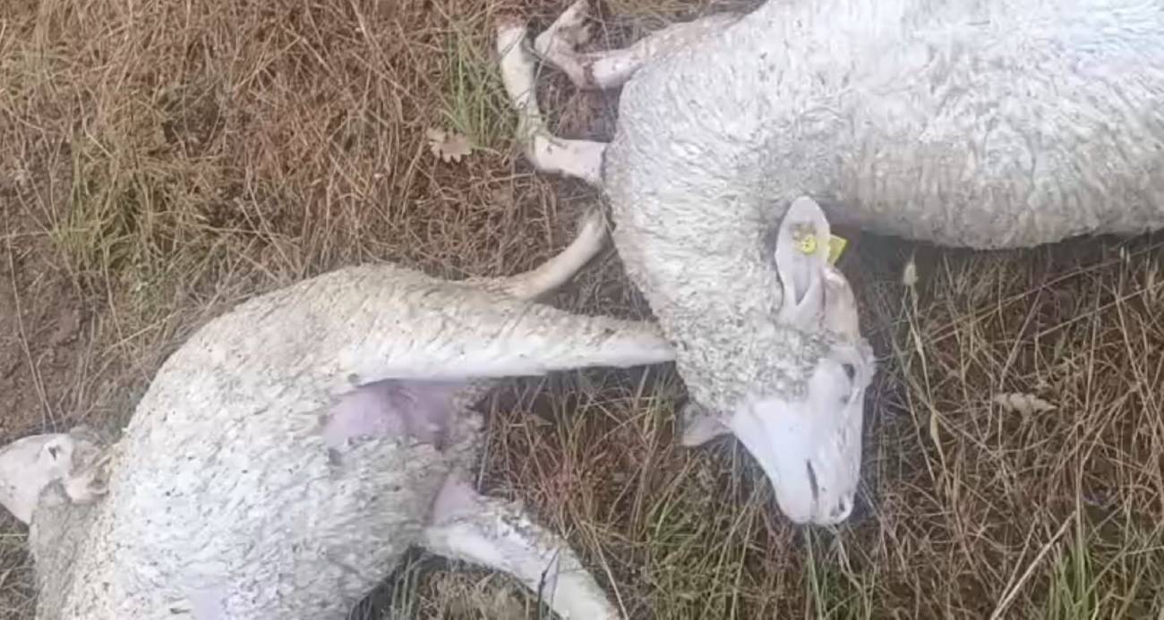 Kırklareli’nde şiddetli yağışta hayvanlar telef oldu, tarım arazileri zarar gördü