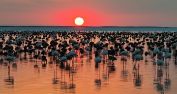 Bakan Kurum: “12 bin 800 yavru flamingo Tuz Gölü’nde yaşam buldu”