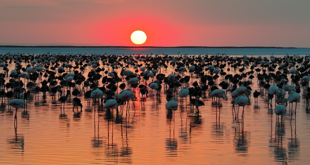 Bakan Kurum: “12 bin 800 yavru flamingo Tuz Gölü’nde yaşam buldu”