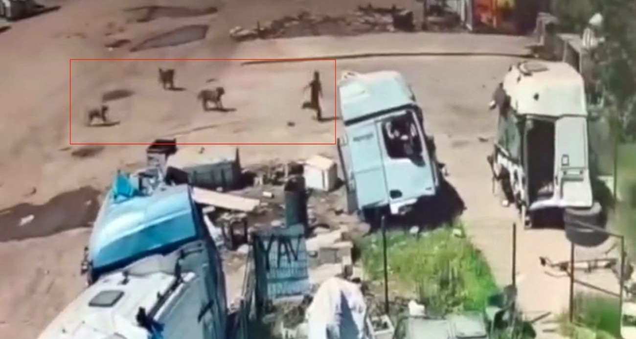 Başıboş köpeklerin saldırısından saniyeler ile kurtuldu