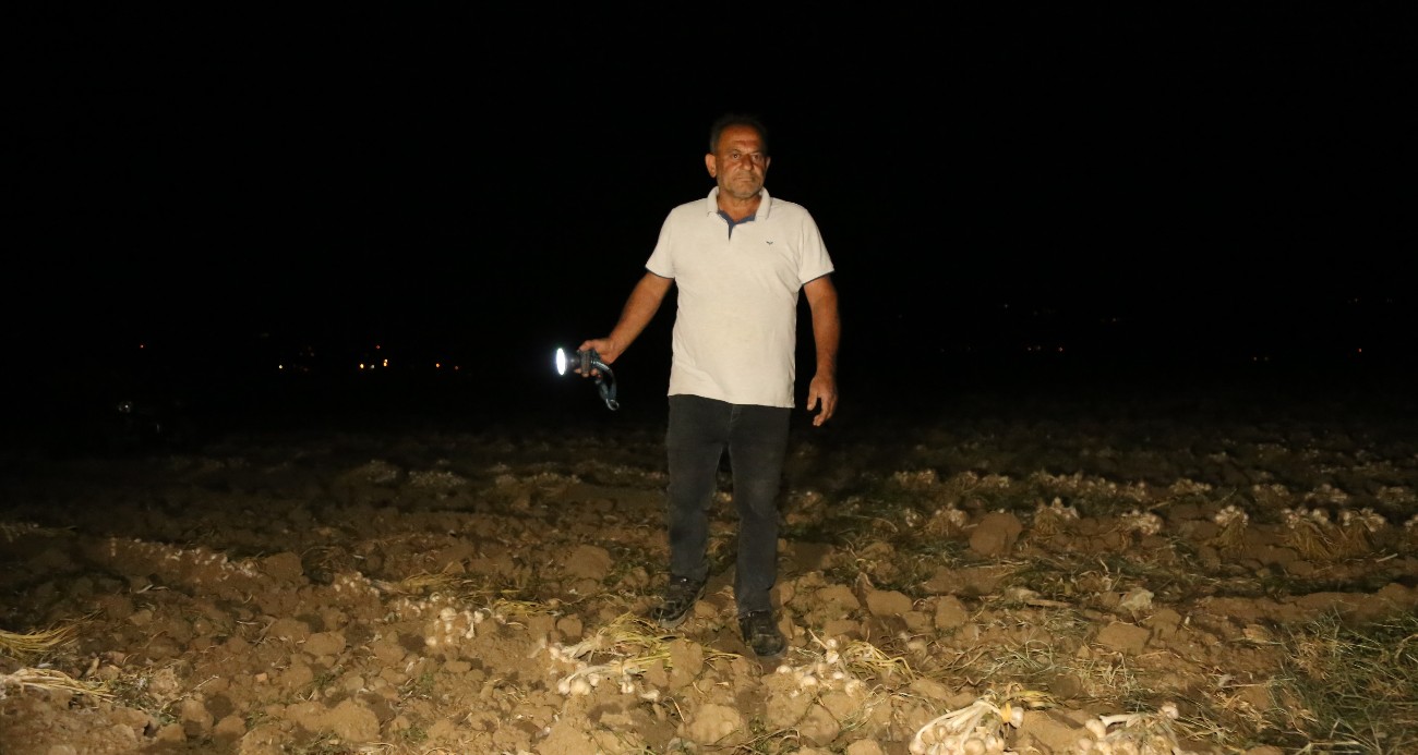 Çiftçilerin “beyaz altın” nöbeti: Bir yıllık emekleri için sabaha kadar tarlada bekliyorlar