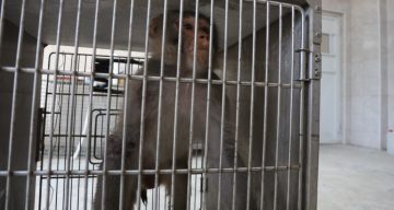 Firari maymun, ortalığı birbirine kattığı konteyner kentte kendisine ekmek vermek isteyen kadını yaraladı