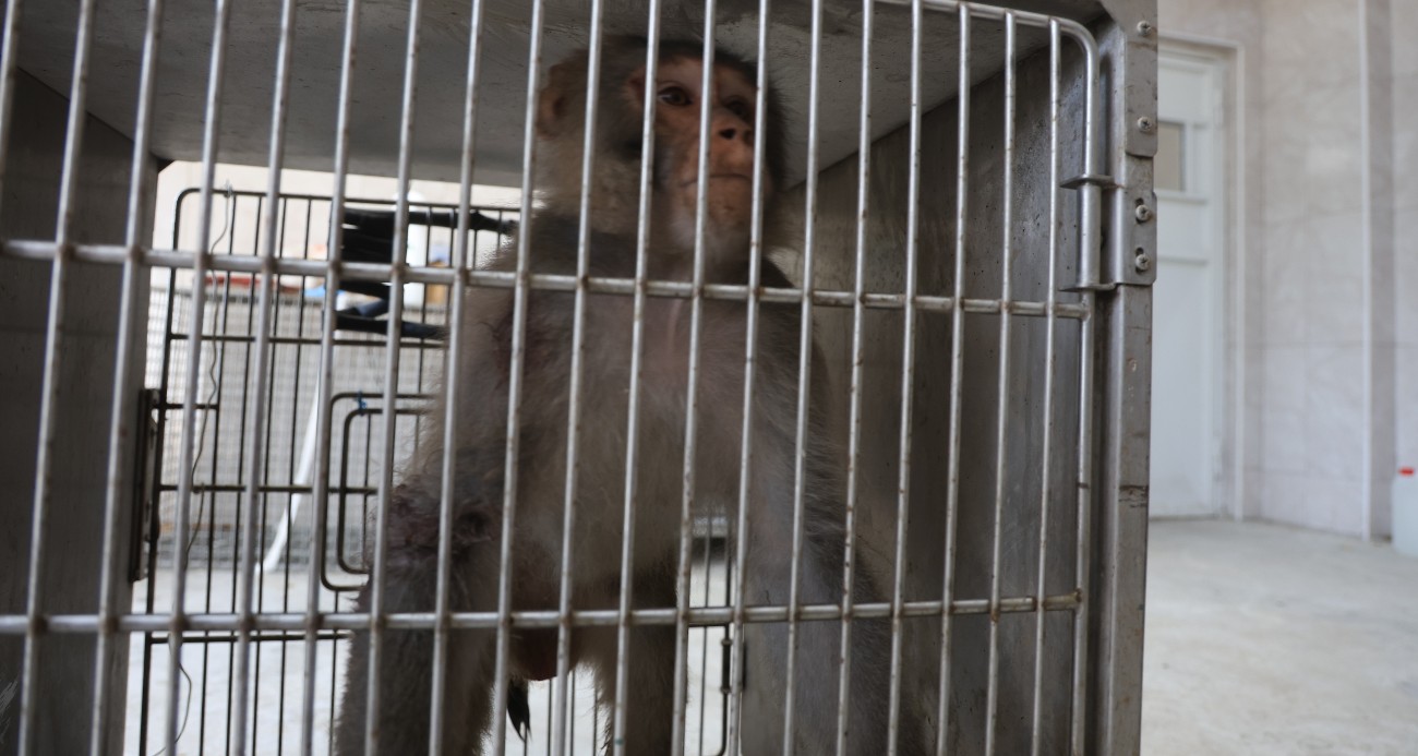 Firari maymun, ortalığı birbirine kattığı konteyner kentte kendisine ekmek vermek isteyen kadını yaraladı