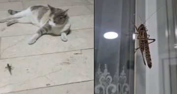 İstanbul’da dev çekirge hareketliliği: Birçok ilçede görüntülendi