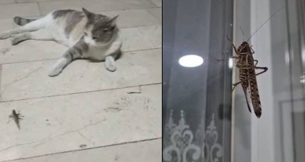 İstanbul’da dev çekirge hareketliliği: Birçok ilçede görüntülendi