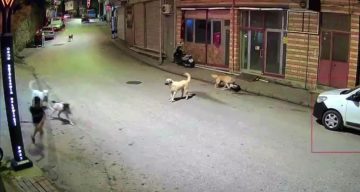 Ordu’da küçük çocuk sokak köpeklerinin saldırısına uğradı