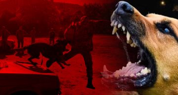 Sokak köpeklerine ilişkin tartışmalar, gözleri Hollanda modeline çeviriyor