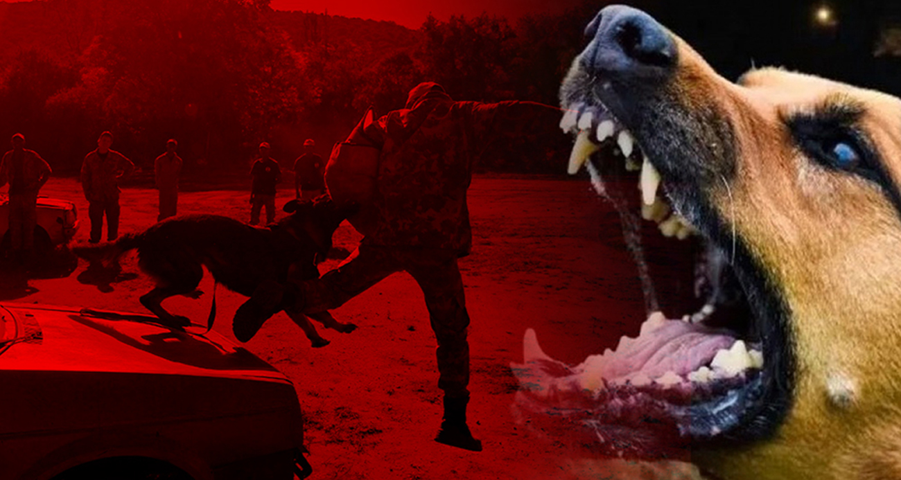Sokak köpeklerine ilişkin tartışmalar, gözleri Hollanda modeline çeviriyor