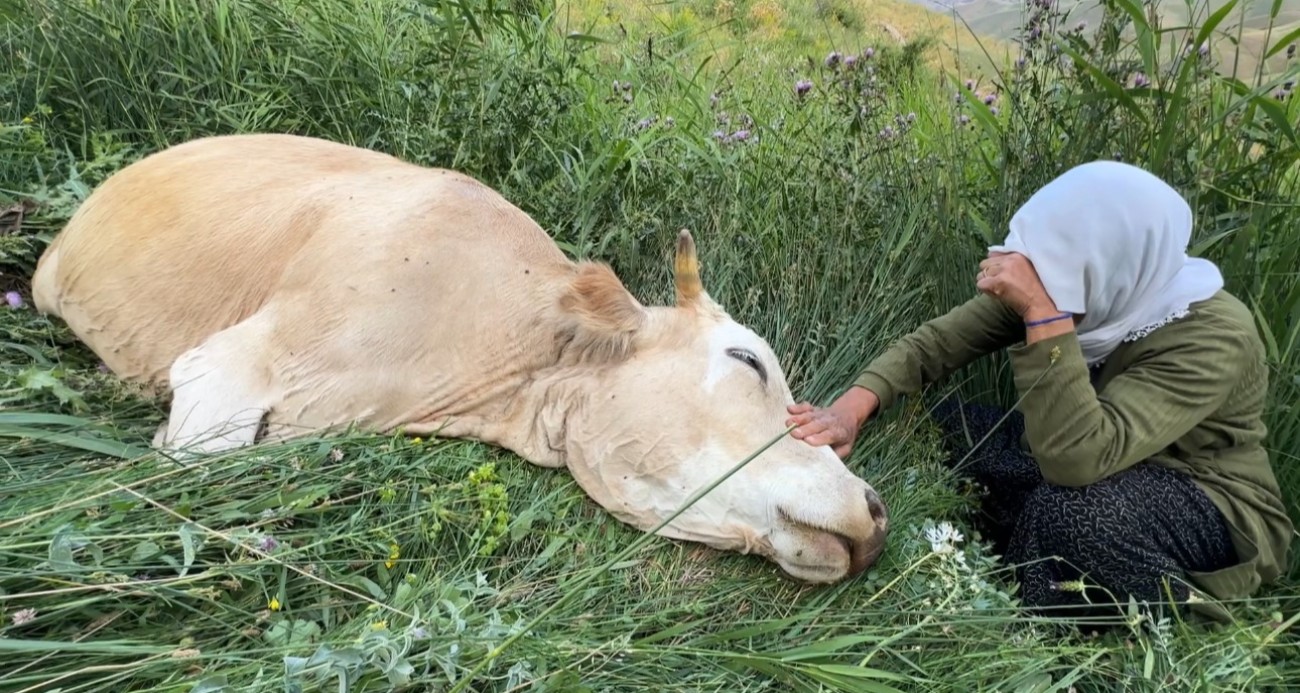 Yüksekova’da yürek yakan görüntü: Uçurumdan düşerek telef olan ineğine sarılıp saatlerce ağladı