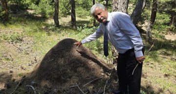 Afrika belgeseli değil Yozgat: Dev karınca yuvaları görenleri hayrete düşürüyor