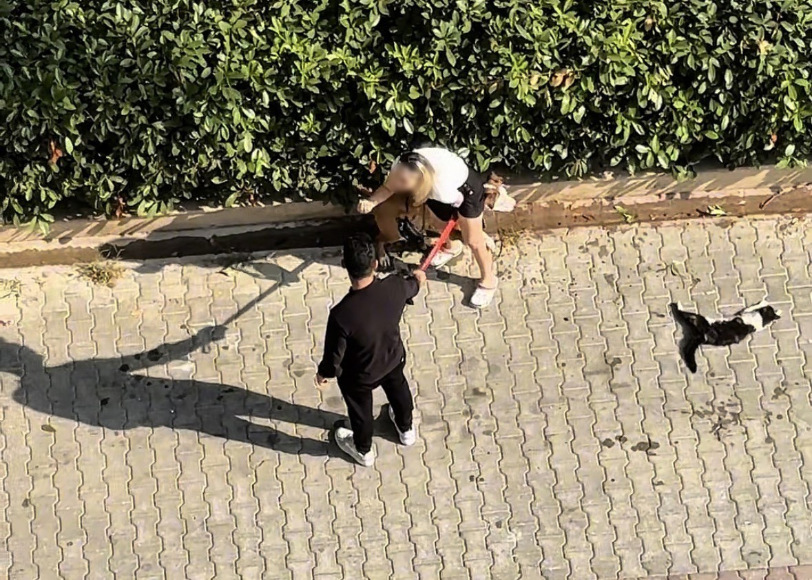 Ağızlıksız gezdirilen Pitbull kediyi parçaladı: Sahibi ’polisi aramayın’ diye yalvardı
