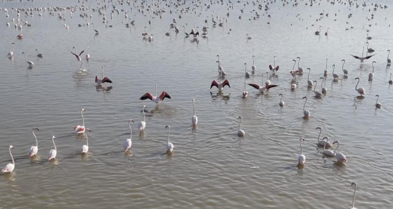 Akşehir Gölü’nde yıllardır özlenen tablo: Flamingolarla renklenen gölde umut büyüyor