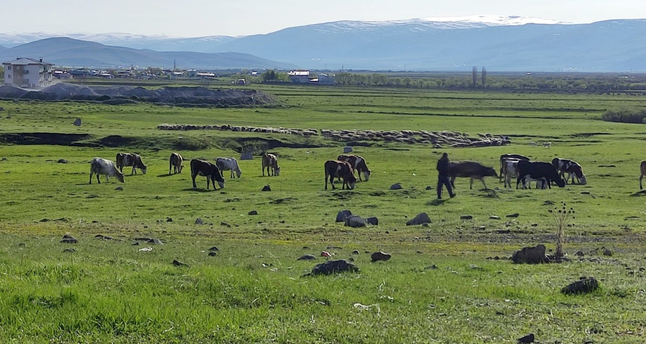 Ardahan’da Kuduz alarmı: Bölge karantinaya alındı