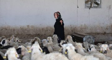 Elazığlı kadın girişimci devlet desteğiyle çiftlik kurdu
