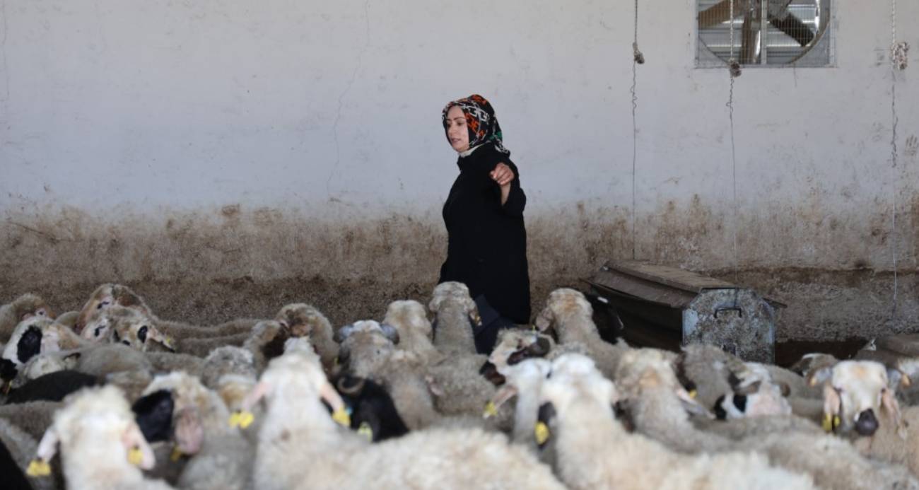 Elazığlı kadın girişimci devlet desteğiyle çiftlik kurdu