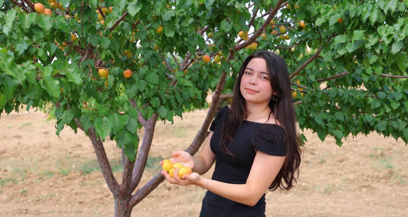Susuz bölgede 500 kayısı ağacı yetiştirip 4 ton verim aldı, proje Türkiye birinciliği getirdi