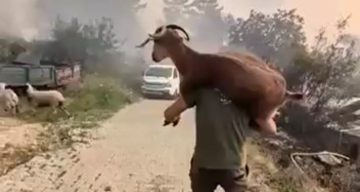 Yangından kurtardığı keçiyi sırtında taşıdı