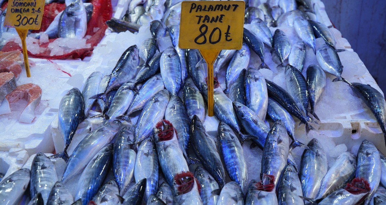 Yıllardır böylesi görülmedi: Karadeniz’den palamut fışkırıyor