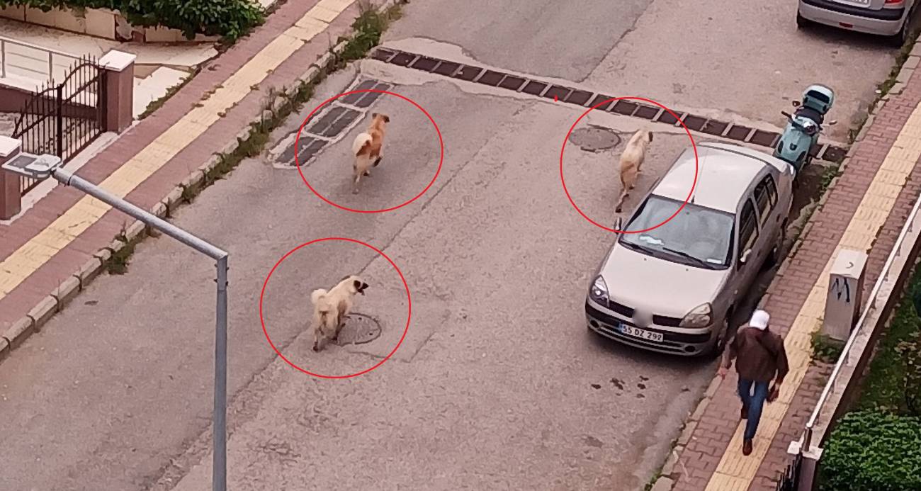 Atakum’da başıboş köpek tedirginliği