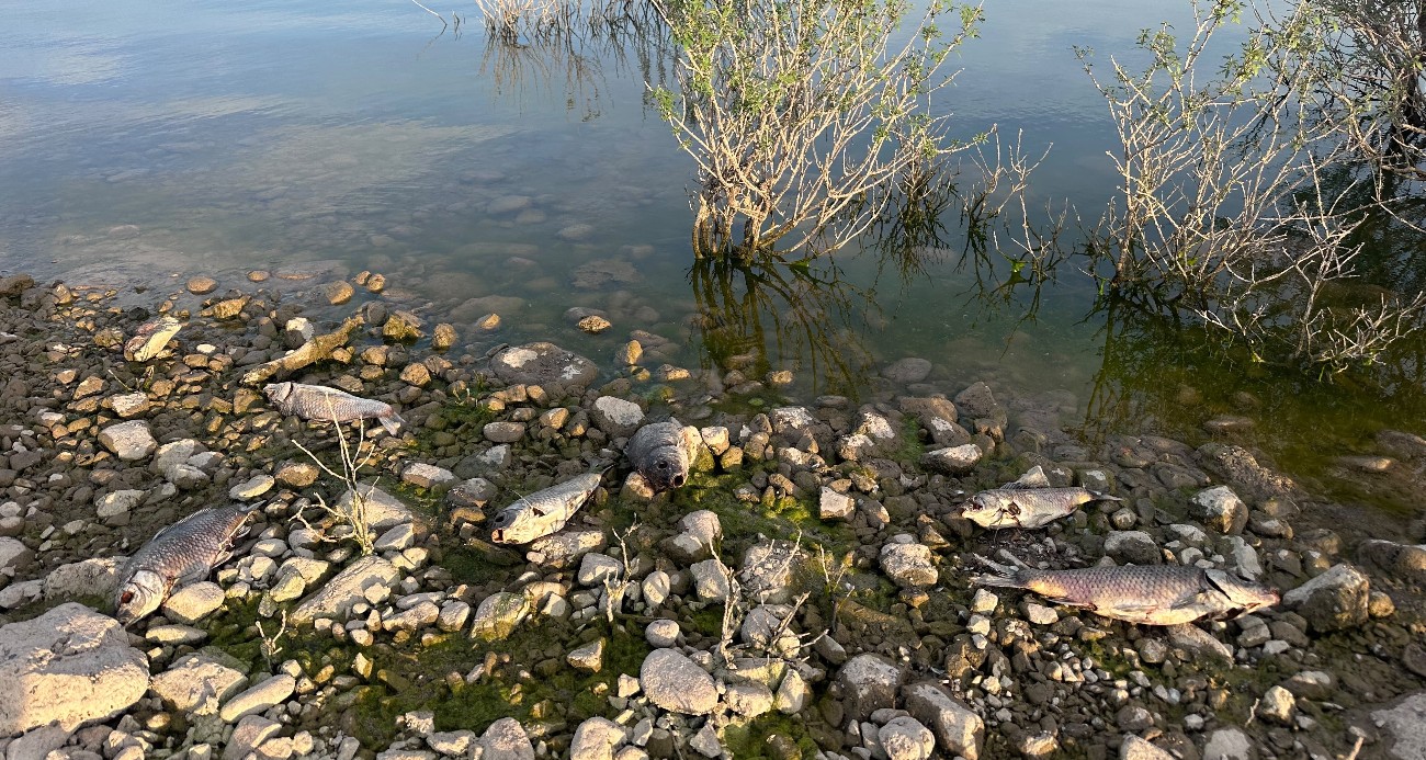 Ayvacık Barajı’nda toplu balık ölümleri