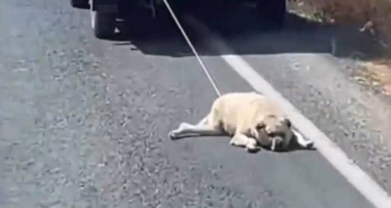 Köpeği kamyonetin arkasına bağlayıp sürükleyerek götürdü
