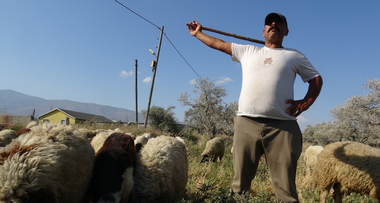 Maaşlarıyla gündem olan çobanlar, günde litrelerce su tüketerek kavurucu sıcakta mesaiyi sürdürüyor